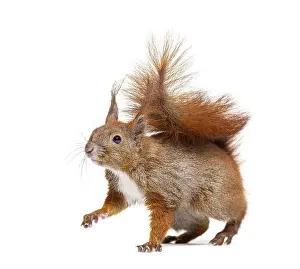 Rodent Animal Photo Drucke: Side view of a Eurasian red squirrel looking at the camera