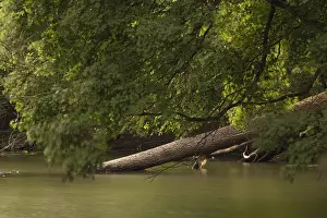 Storm Damage In Germany Drucke: View of a fallen tree trunk protruding into a hamlet