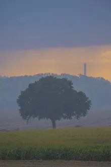 Solitary Tree In Field Drucke: View across fields to a single tree in the evening light during rain
