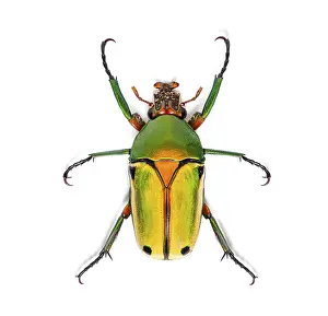Bright Background Studio Shots Drucke: View from above of a Flower beetle