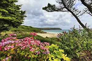 Cornwall Coastal Scenery Drucke: View over flowering hydrangea to the sea