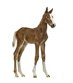 Young Animal Isolated Drucke: Side view of a foal isolated on white