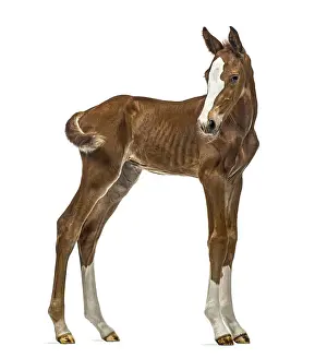 Studio Shot Of A Young Animal Drucke: Side view of a foal isolated on white