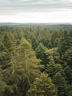 Schwarzwald Landscape Photo Drucke: View of a forest towards the horizon under a cloudy sky