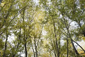 Deciduous Tree Forests Drucke: View from the bottom up in a forest of silver poplars