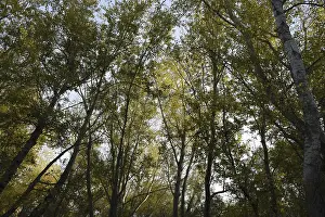 Kazakhstan Landscape Photography Drucke: View from the bottom up in a forest of silver poplars