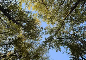 Kazakhstan Landscape Photography Drucke: View from the bottom up in a forest of silver poplars