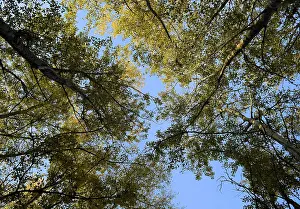 Deciduous Tree View Drucke: View from the bottom up in a forest of silver poplars