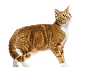 Studio Shot Of Ginger Cat Drucke: Side view of a Ginger mixed-breed cat standing