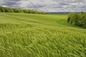 Cloudy Sky Landscape Drucke: View over a green grain field, dramatic cloudy sky
