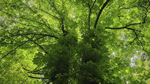 Thuringian Forest Nature Park Drucke: View from below of green tree leaves