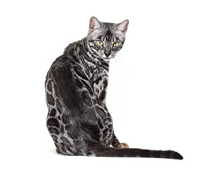 Cat Looking At The Camera Drucke: Back view on a Grey Bengal cat looking back at the camera