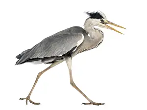 Aggressive Animal Behaviour Drucke: Side view of an Grey Heron walking