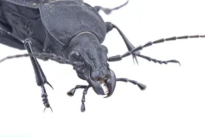 White Background Insect Photography Drucke: Detail view of head of the black bug isolated on a white background