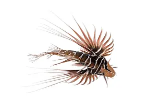 Drucke von Blick von oben auf einen Breitbändrigen Feuerfisch, Pterois antennata, isoliert auf weiß Skorpionfisch Drucke: Blick von oben auf einen Breitbalken-Feuerschwanz.