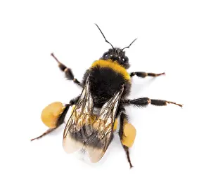 Wildlife Photography Studio Shots Drucke: View from up high of a Buff-tailed bumblebee