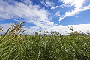Lake Neusiedl National Park Drucke: View through high grass to a sky with white clouds