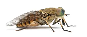 Isolated Wildlife Photo Drucke: Side view of a Horsefly, Tabanus