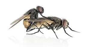 Drucke von Seitenansicht von zwei Hausfliegen, die sich paaren, Muscidae, auf weißem Hintergrund isoliert Fliegen Drucke: Seitenansicht von zwei Hausfliegen, die sich paaren.