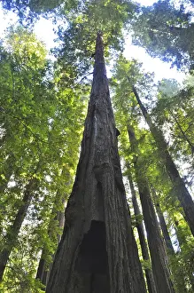 Sequoia Sempervirens Drucke: View from below of an imposing