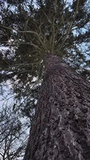 Frankenwald Nature Park Drucke: View from below of an imposing conifer against evening sky