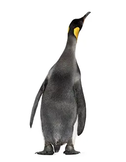 Wildlife Studio Photo Drucke: Back view on a King penguin, looking up