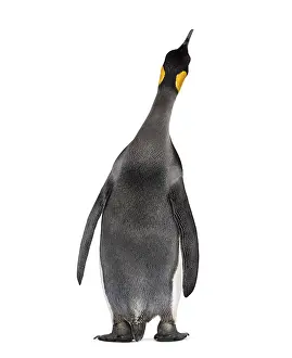 Black And White Bird Drucke: Back view on a King penguin, looking up