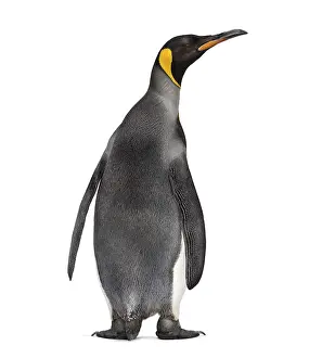 White Studio Background Wildlife Drucke: Back view on a King penguin, looking up