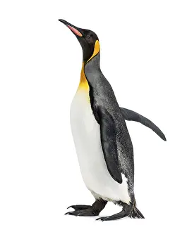 Black And White Bird Image Drucke: Side view of a king penguin walking
