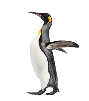 Seitenansicht eines Königspinguins beim Gehen.