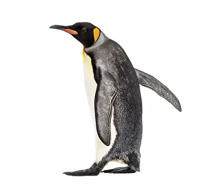 Studio Environment Photography Drucke: Side view of a king penguin walking