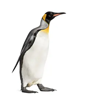Antarctica Wildlife Photography Drucke: Side view of a king penguin walking