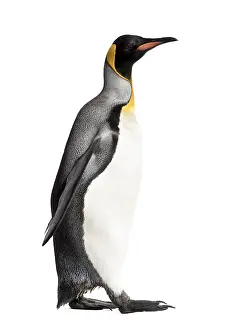 Isolated White Background Bird Drucke: Side view of a king penguin walking