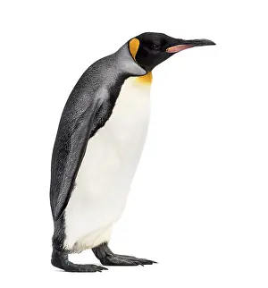 Empty Space For Text Overlay Drucke: Side view of a king penguin walking
