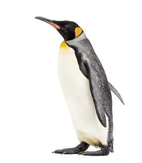 King Penguins In The Wild Drucke: Side view of a king penguin walking