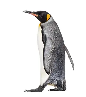 Isolated Wild Animal Drucke: Side view of a king penguin walking