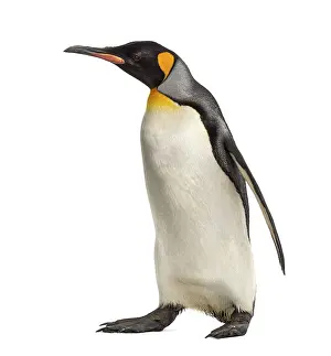 Wild Animal Photography Studio Shot Drucke: Side view of a king penguin walking