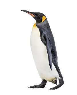 Wild Animal Isolated On White Drucke: Side view of a King penguin walking