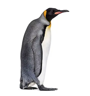Antarctica Wildlife Images Drucke: Side view of a King penguin walking