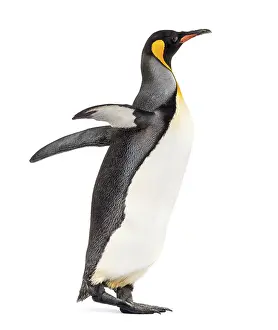 Antarctic Wildlife Images Drucke: Side view of a king penguin walking