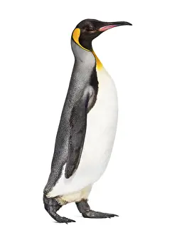 Studio Shot Of A Bird Drucke: Side view of a King penguin walking