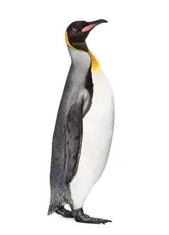 Antarctic Wildlife Pictures Drucke: Side view of a King penguin walking
