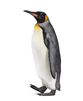 White Studio Background Animal Photo Drucke: Side view of a King penguin walking