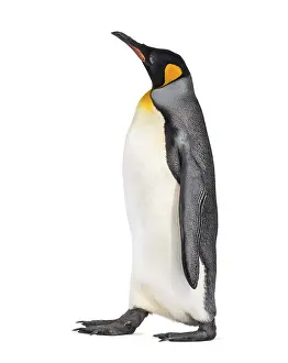 White Background Animal Cutout Drucke: Side view of a King penguin walking