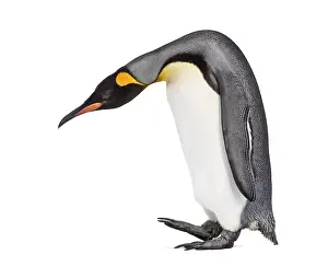 Isolated Bird On White Background Drucke: Side view of a King penguin walking