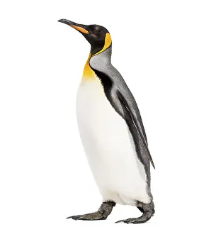 White Studio Background Wildlife Drucke: Side view of a King penguin walking