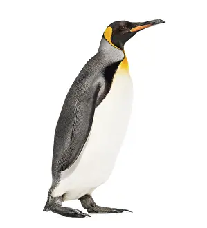 White Background Bird Photo Drucke: Side view of a King penguin walking