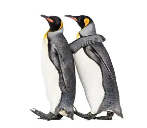 Antarctic Wildlife Images Drucke: Side view of Two King penguin walking together