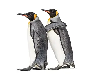 White Background Photos Drucke: Side view of Two King penguin walking together
