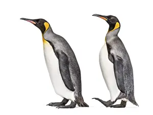 Antarctica Wildlife Photography Drucke: Side view of Two King penguin walking together